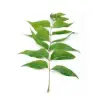 Neem Herbal Pesticide